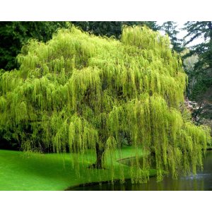 Vŕba smútočná (Salix sepulcralis) ´CHRYSOCOMA´ - výška 60-80 cm, kont. C5L